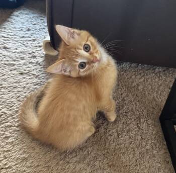 Tabby Cats Available for Adoption in Wyandotte, Michigan - Hanlan | PetCurious