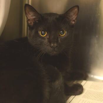 Bagheera -  Domestic Short Hair Cat Available for Adoption in Belleville, Illinois - Bagheera | PetCurious
