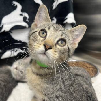 Petunia Pig -  Domestic Short Hair Cat for Adoption in Fort Wayne, Indiana - Petunia Pig | PetCurious
