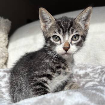 Rescue Domestic Short Hair Cats for Adoption in Ephrata, Washington - Dylan | PetCurious