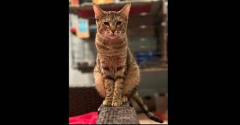 Domestic Short Hair and Tabby Cats Available for Adoption - Cranberry | PetCurious