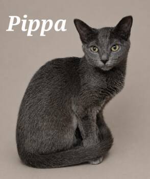 Pippa -  Domestic Short Hair Cat for Adoption in Monroeville, Pennsylvania - Pippa | PetCurious