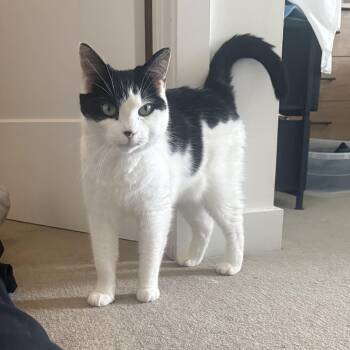 Sunshine & Winterr -  Domestic Short Hair Cat for Adoption in Waltham, Massachusetts - Sunshine & Winterr | PetCurious