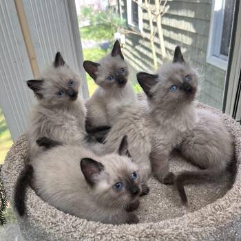 Siamese Cats Available for Adoption in Oakwood, Georgia - Europa’s Kittens  | PetCurious