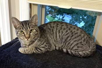 Roscoe -  Tabby Cat for Adoption in New Albany, Ohio - Roscoe | PetCurious