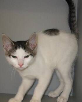Domestic Short Hair Cats Available for Adoption in Houston, Texas - Leo | PetCurious
