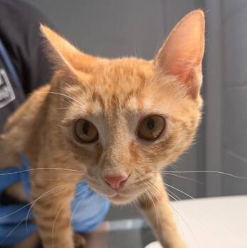 Fanta -  Domestic Short Hair Cat for Adoption in Golden, Colorado - Fanta | PetCurious