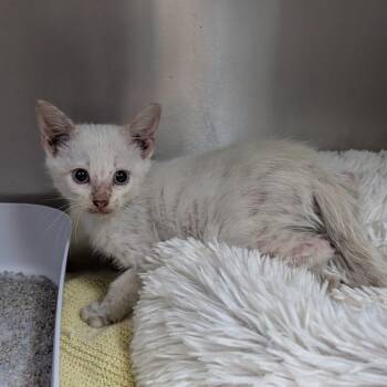 Domestic Short Hair and Siamese Cats Available for Adoption in Buchanan Dam, Texas - Chris | PetCurious