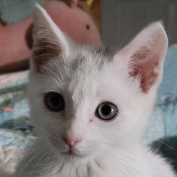 Koopa Troopa -  Domestic Short Hair Cat for Adoption in Titusville, Florida - Koopa Troopa | PetCurious