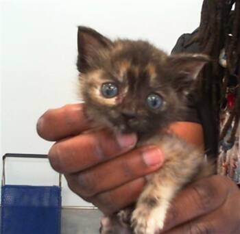 PECAN -  Domestic Short Hair Cat for Adoption in Charlotte, North Carolina - PECAN | PetCurious