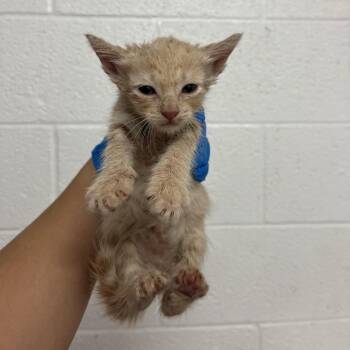 Indiana Jones I4 -  Domestic Short Hair Cat for Adoption in Edinburg, Texas - Indiana Jones I4 | PetCurious