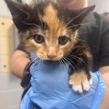 Cannoli -  Domestic Medium Hair Cat for Adoption in Summerville, South Carolina - Cannoli | PetCurious