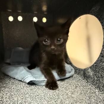 Domestic Short Hair Cats Available for Adoption in Pasadena, California - Inky | PetCurious
