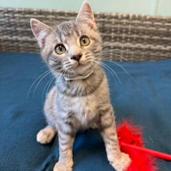 Domestic Short Hair Cats Available for Adoption - Mike | PetCurious