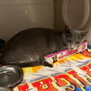 Domestic Short Hair Cats Available for Adoption in Yuma, Arizona - Celestia | PetCurious