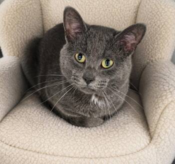 Domestic Short Hair Cats Available for Adoption in Washington Court House, Ohio - Lenny | PetCurious
