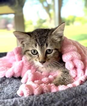 Aire -  Domestic Short Hair Cat for Adoption in Crown Point, Indiana - Aire | PetCurious