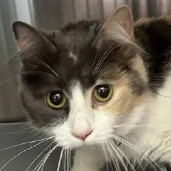 Precious -  Domestic Medium Hair Cat for Adoption in Pittsford, Vermont - Precious | PetCurious