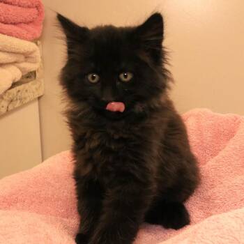 Domestic Medium Hair Cats Available for Adoption in Rifle, Colorado - Humboldt (26-1J-1) | PetCurious