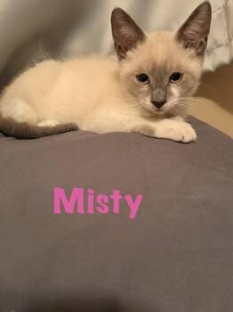 Misty -  Snowshoe and Domestic Short Hair Cat for Adoption in Ruskin, Florida - Misty | PetCurious