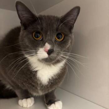 Domestic Short Hair Cats Available for Adoption - Rain | PetCurious