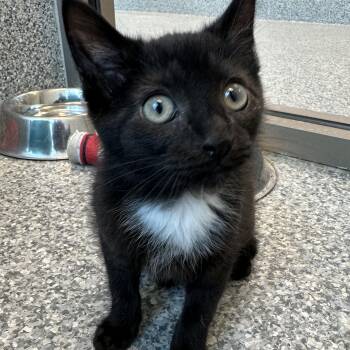 Uno (ID 41788) -  Domestic Short Hair Cat for Adoption in Manassas, Virginia - Uno (ID 41788) | PetCurious