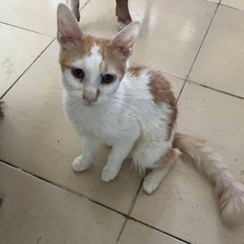 Rescue Domestic Medium Hair Cats for Adoption in Brampton, Ontario - Lola M. | PetCurious