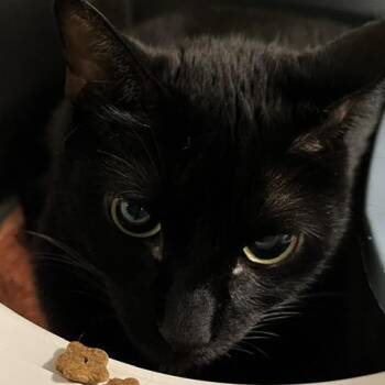 Birdie -  Domestic Short Hair Cat for Adoption in Baltimore, Maryland - Birdie | PetCurious