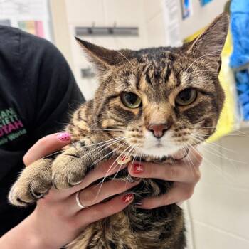 Domestic Short Hair Cats Available for Adoption - Dolores | PetCurious