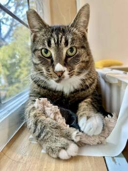 Rescue Domestic Short Hair Cats for Adoption in Langley Township, British Columbia - Hero | PetCurious