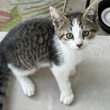 Grayson -  Domestic Short Hair Cat for Adoption in Avon, New York - Grayson | PetCurious