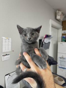 Domestic Short Hair Cats Available for Adoption in Bolivar, Missouri - Little Bear | PetCurious