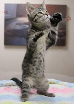 Hemingway -  Extra Toes Cat Hemingway Polydactyl Cat for Adoption in Portage, Wisconsin - Hemingway | PetCurious