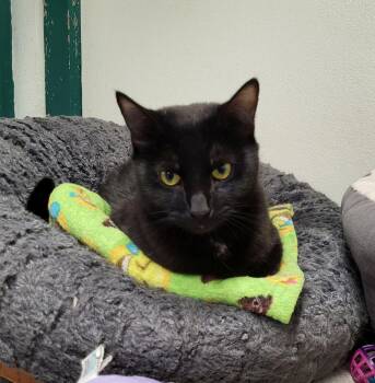 Rescue Domestic Short Hair Cats for Adoption in Lodi, California - Pixel | PetCurious