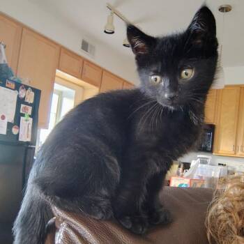 Domestic Short Hair Cats Available for Adoption in Minnetonka, Minnesota - Soundgarden C69058 | PetCurious