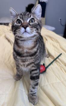 Jude -  Tabby Cat for Adoption in Burnaby, British Columbia - Jude | PetCurious