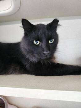 Dracula -  Domestic Long Hair and Domestic Short Hair Cat for Adoption in Columbus, Indiana - Dracula | PetCurious