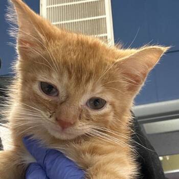 Rescue Domestic Medium Hair Cats for Adoption in Summerlee, West Virginia - Buttons | PetCurious