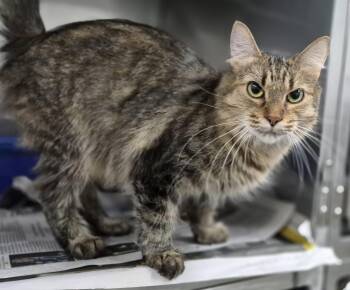 TALULA -  Tabby Cat for Adoption in Claremore, Oklahoma - TALULA | PetCurious