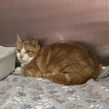 Domestic Short Hair Cats Available for Adoption - Cheddar | PetCurious