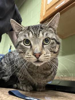 Domestic Short Hair Cats Available for Adoption in Indianapolis, Indiana - MR. LEO | PetCurious