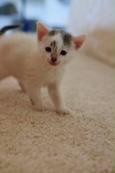 Honey -  Domestic Short Hair Cat for Adoption in Duluth, Minnesota - Honey | PetCurious