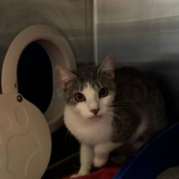 Tiny Tina -  Domestic Short Hair Cat for Adoption in York, Pennsylvania - Tiny Tina | PetCurious