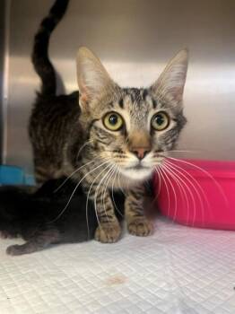 Domestic Short Hair Cats Available for Adoption in Thousand Palms, California - A1917459 | PetCurious