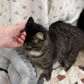 Marriott -  Domestic Short Hair Cat for Adoption in Bedford, New Hampshire - Marriott | PetCurious