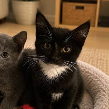 Mystic -  Tuxedo and Domestic Short Hair Cat for Adoption in Antioch, California - Mystic | PetCurious