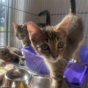 Allen -  Domestic Short Hair Cat for Adoption in King George, Virginia - Allen | PetCurious