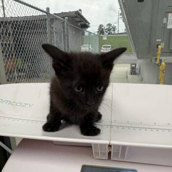 Freddy -  Domestic Short Hair Cat for Adoption in Columbiana, Alabama - Freddy | PetCurious