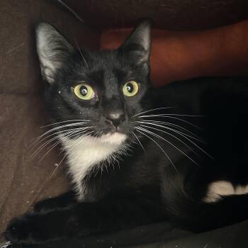 Noodle -  Domestic Short Hair Cat Available for Adoption in Cooperstown, New York - Noodle | PetCurious