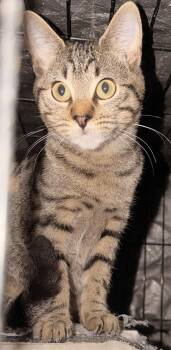 Rescue Domestic Short Hair Cats for Adoption in New York, New York - Celeste & Starlet | PetCurious